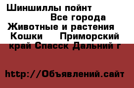 Шиншиллы пойнт ns1133,ny1133. - Все города Животные и растения » Кошки   . Приморский край,Спасск-Дальний г.